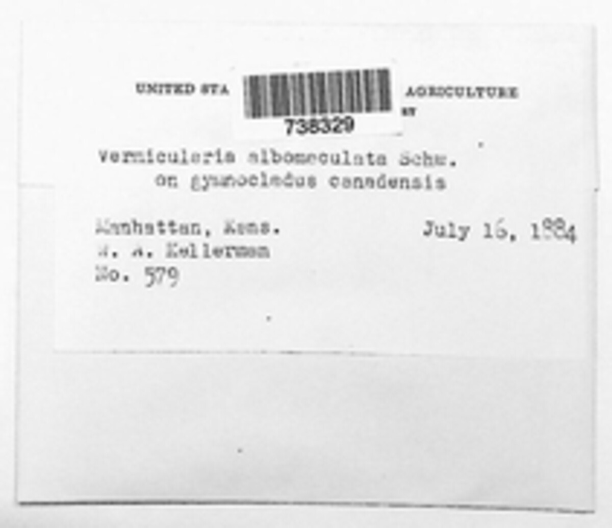 Vermicularia albomaculata image